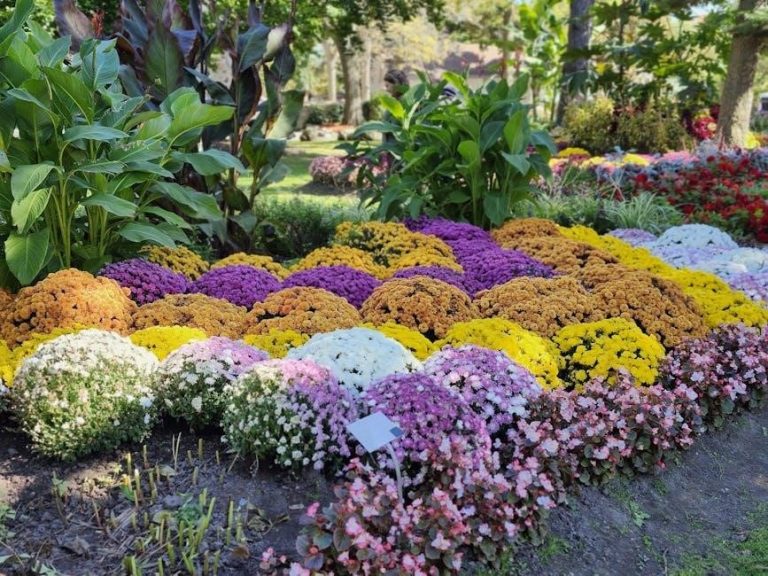 the chrysanthemums john steinbeck pdf